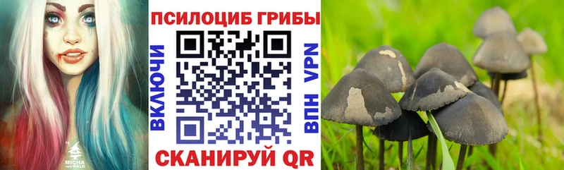 Псилоцибиновые грибы Psilocybe  Чулым 